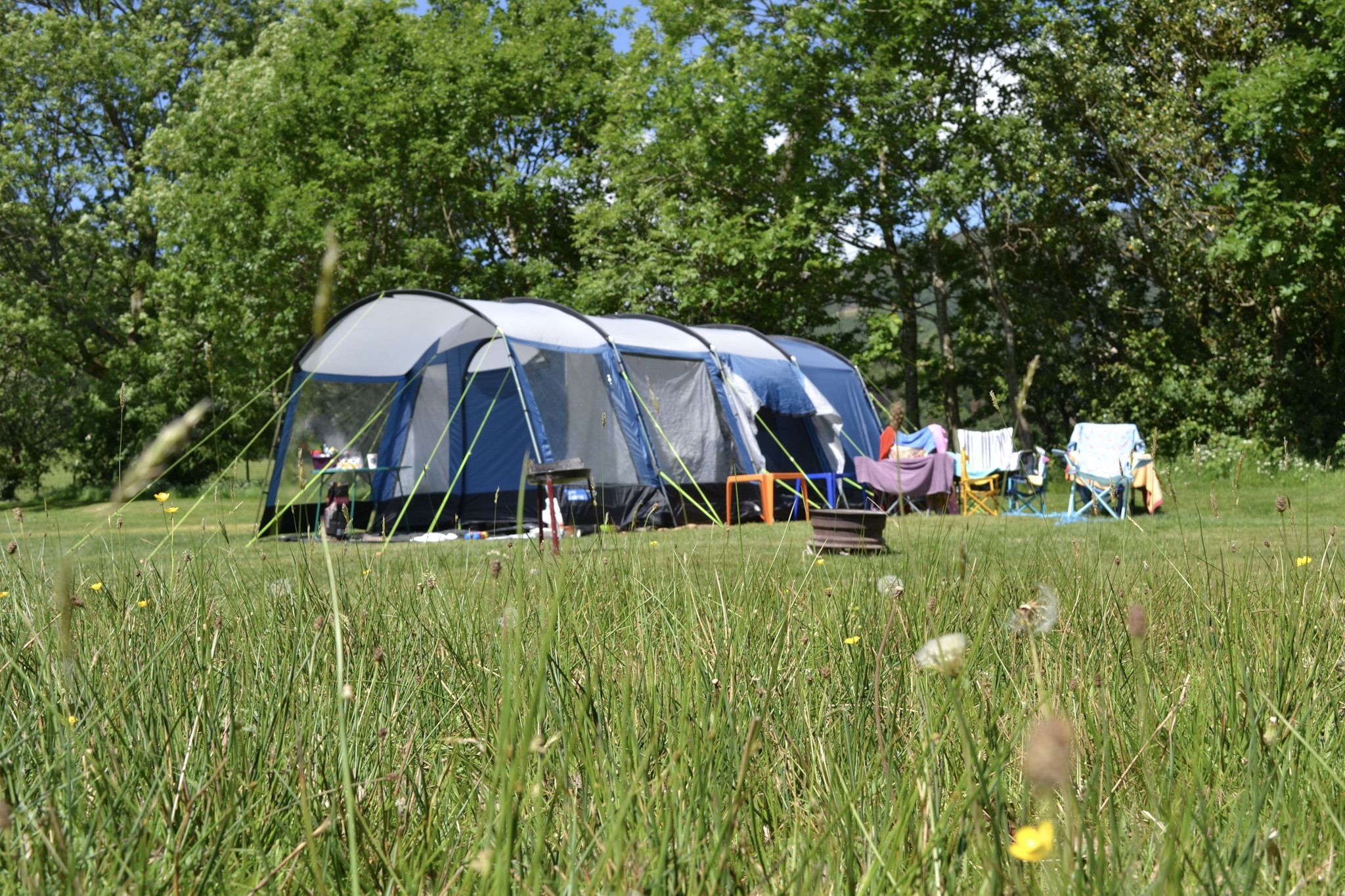 Family tent with meadow grasses